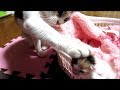 子猫赤ちゃん保護　子猫が気になる先住猫寧々