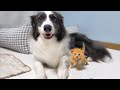 Tiny kitten was rescued and raised by border collie now he considers himself a dog