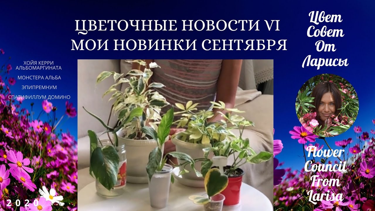 Цветочные советы от елены