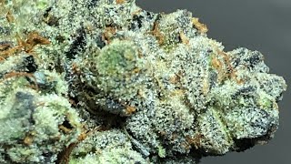 Hangar 18 strain review