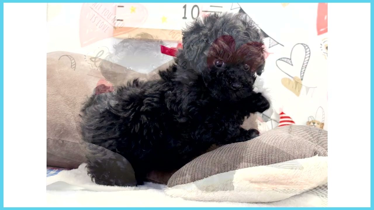 Coo&RIKU No.00748119 T・プードル - YouTube