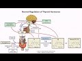 Thyroid Hormones and Thyroid Function Tests