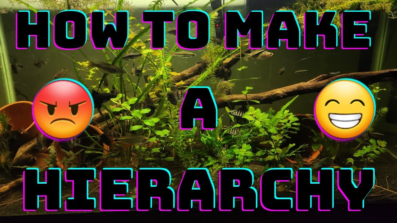 let's talk aquatics: how to make a hierarchy (basic talk) (easy)