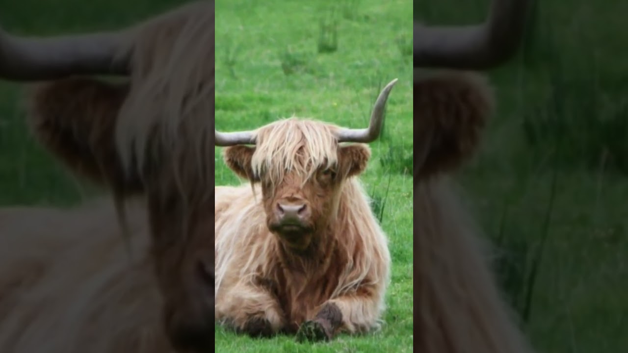 animal pictures videos ambient cows realistic sound effect of cow mooing video sounds effects