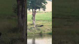 Wild hogs in east Texas