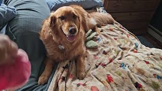 The best Golden Retriever in New Hampshire