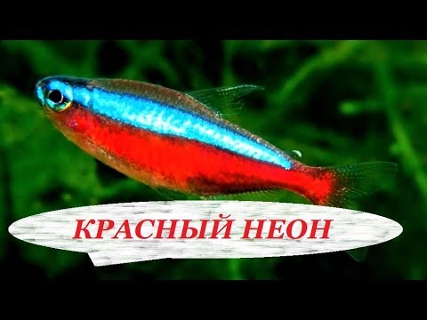 Рыбка Красный Неон. Содержание, разведение, совместимость, уход