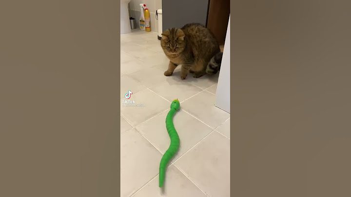 Kucing dikejar Ular..begini jadinya
