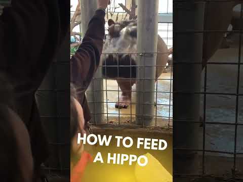 How to Feed