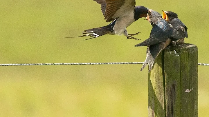 Beautiful Relaxing Hymns, Peaceful Instrumental Music, "Perfect Serenity Morning Sunrise" Tim Janis