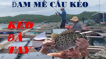 Câu Cá Nâu - Tổng Hợp Những Pha Lên Cá Nâu - Cá Dìa - Cá Giò Mãn Nhãn Dân Câu | DƯƠNG 91