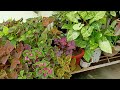 Backyard tour - Plants kept in clusters to save in Summers