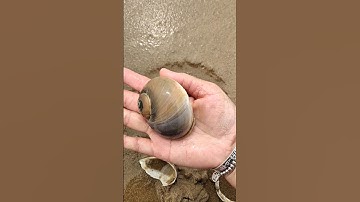 Wow giant snail found at beach!#snail #animallife #beach #oceanlife #sea#shorts #viralvideo #snails