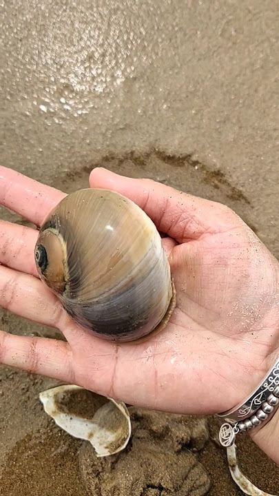 Download lagu Wow giant snail found at beach!#snail #animallife #beach #oceanlife #sea#shorts #viralvideo #snails