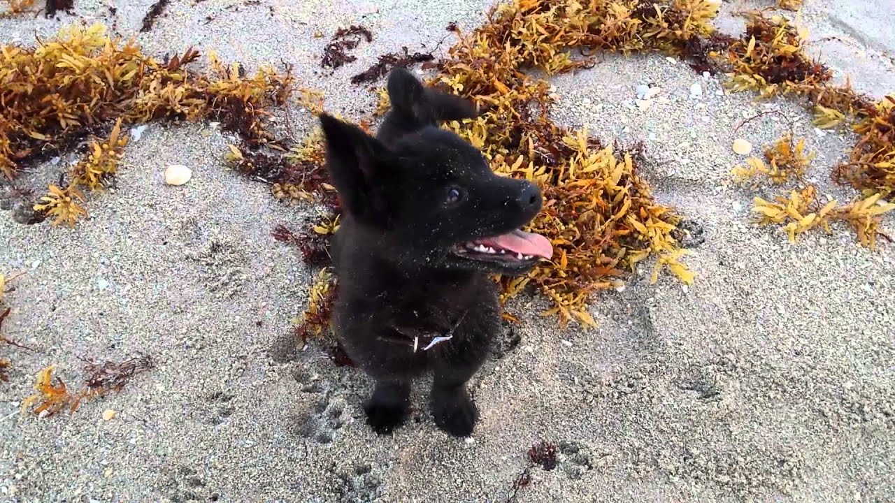 Kal is a good dog, even distracted.