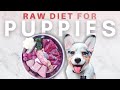 How to start your puppy on a raw diet  the ultimate guide