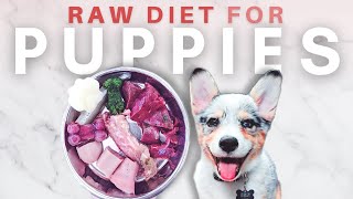 How To Start Your Puppy On A Raw Diet  The Ultimate Guide