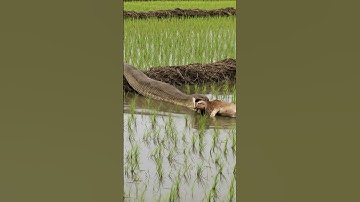 GIANT Python vs. Cow! 🐍 #short