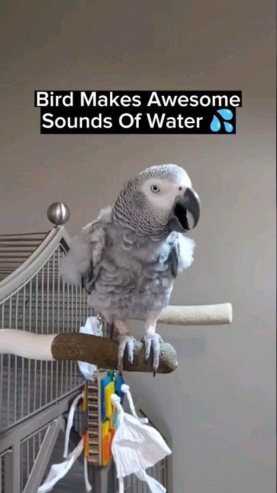 Bird Making Water Noises💦 #birds #pets #animals #funnypets #parrot #funny #lol #youtubeshorts #lol