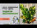 Кодиеум Магнифисент - обзор яркого солнечного сорта | Достойный конкурент цветущим растениям