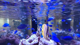 熱帯魚 4kまとめ Youtube