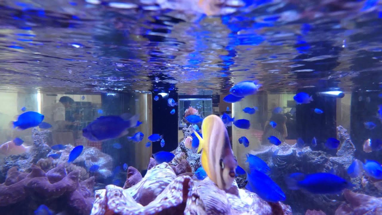 4k Sony Xperiaz4 水槽の中の青い熱帯魚 Youtube