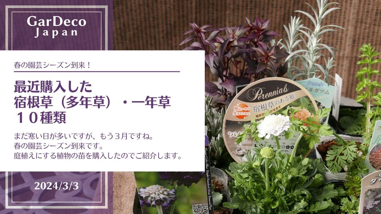 【春の園芸シーズン到来!】最近購入した宿根草(多年草)・一年草の苗10種類
