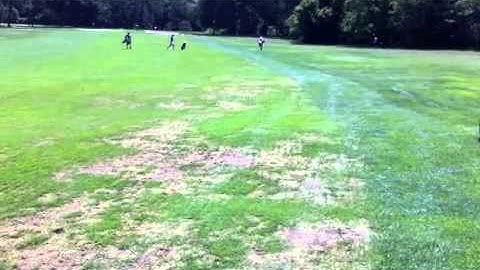 Annual bluegrass weevil