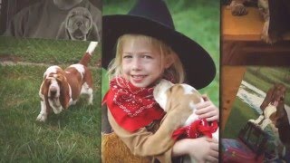 Hydens Hounds - AKC Basset Hound Puppies For Sale | Bloodhound Breeders in Indiana
