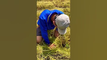 Bắt được con chuột cống nhum khủng | Bắt chuột ở miền tây