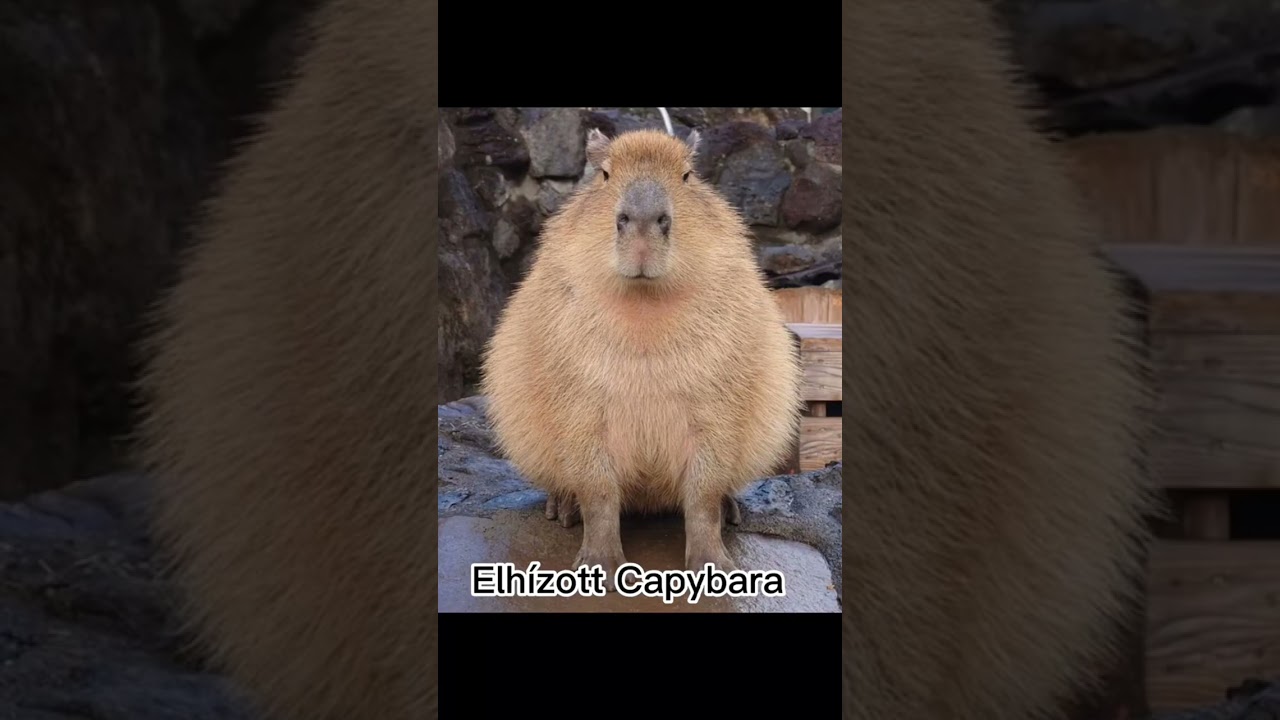 Ritka capybarak amiket soha nem láttál  Part2