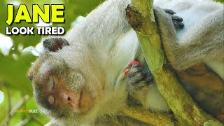 OMG! Pregnant Monkey Jane Look Exhausted For Being Pregnant And Nearly Give A Birth