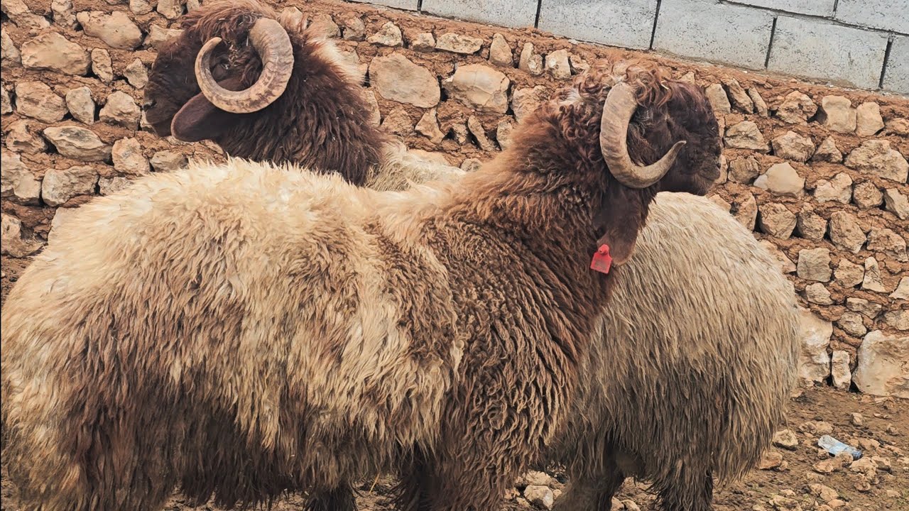 تبارك الله أحسن خلقه نوادر وفواخر 30جوهرة 12عشر و18 مولدات مزايين للجناي فرصة عمرك صلو على النبي 