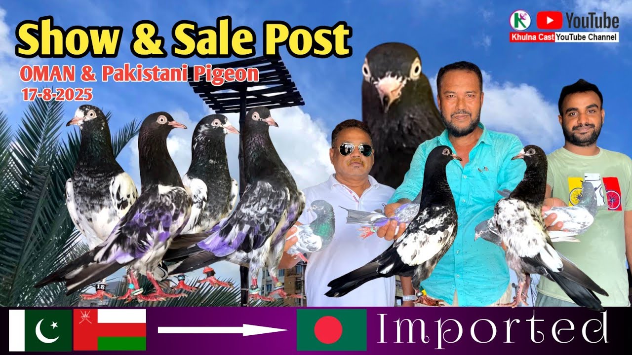 পাকিস্তানের লাহোর থেকে আনা রয়েল কবুতর।। Pakistani  and oman Dady and royal pigeon