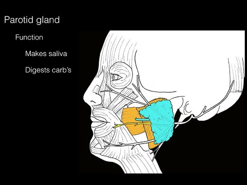 Video: Parotid Siekalu Dziedzera Adenoma, ārstēšana