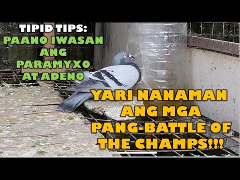 Video: Paano Magproseso Ng Isang V-neck