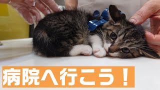 ハロウィン子猫たち、病院へ行く by ポンタポンタ 33,297 views 1 year ago 2 minutes, 16 seconds