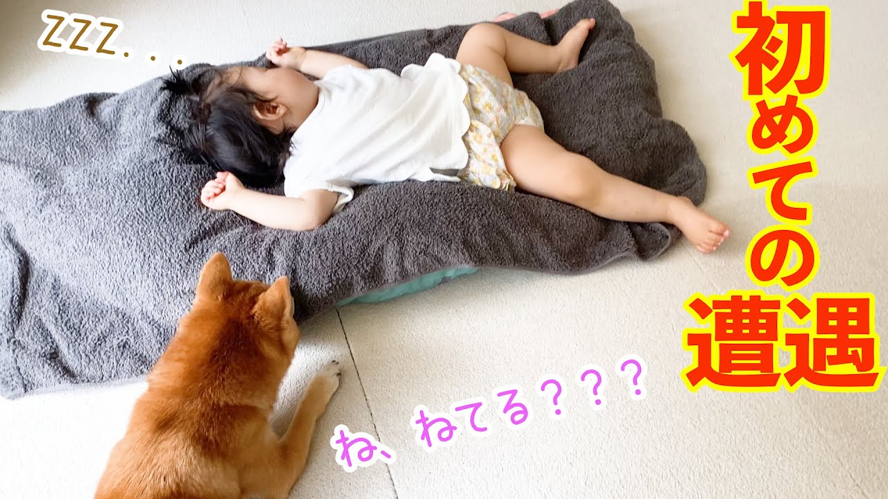 寝てる時なら近づけると思った豆柴が可愛すぎました