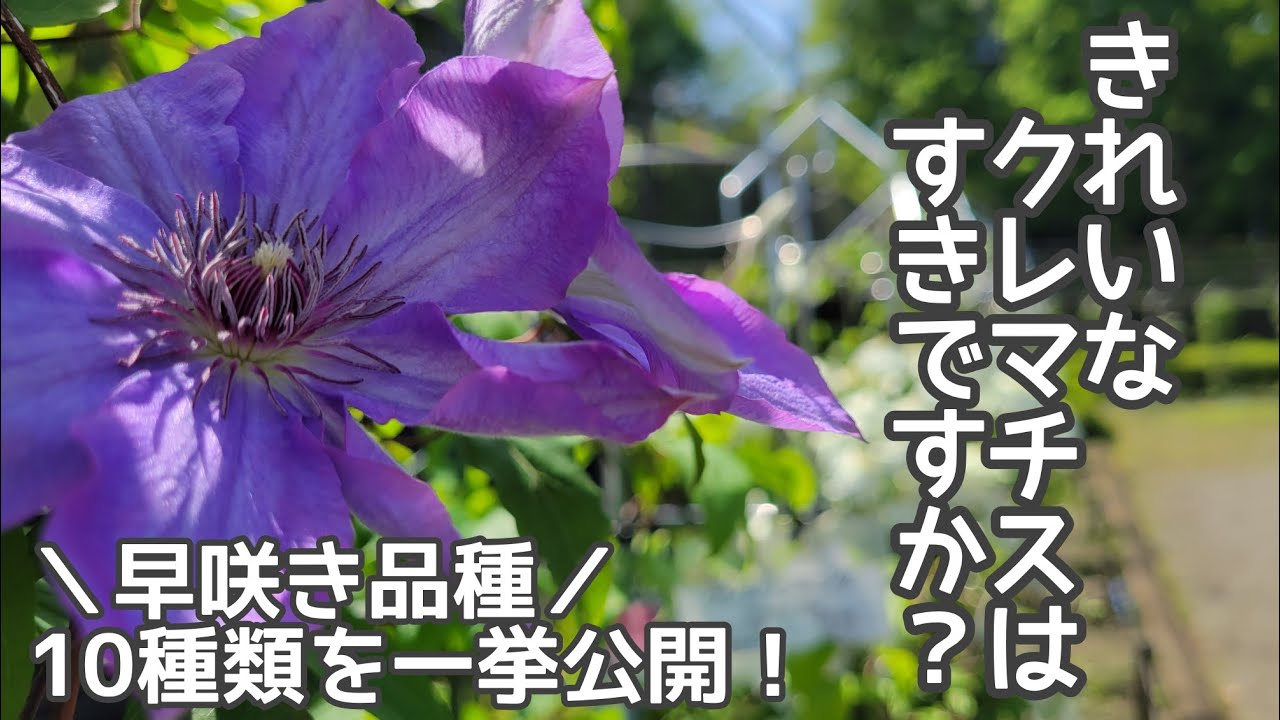 10種類》第一弾！早咲きクレマチスが勢ぞろい！/クレマチス選び