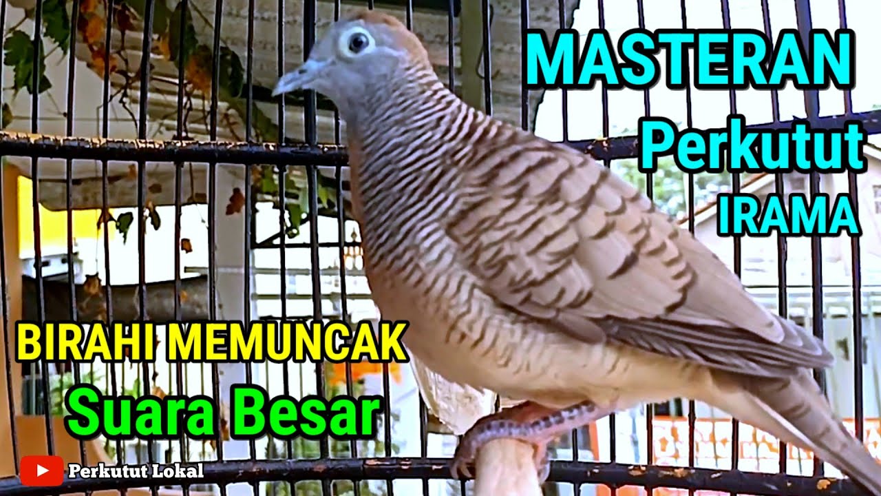 Perkutut Lokal Gacor Suara Besar Pancingan Perkutut Terasan Agar Cepat Bunyi Manggung #perkututlokal