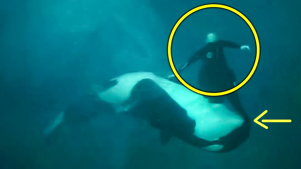 The Horrific Footage of an Orca That Mauled Trainer Ken Peters YouTube