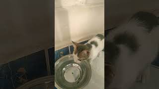 القطط الصغيرة تشرب الماء بعد غذاء السبت 19 فبراير 2023