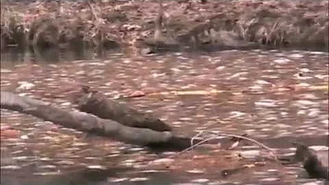 Preventing Winter Kill