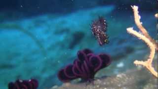 Black Ghost pipefish in Myanmar