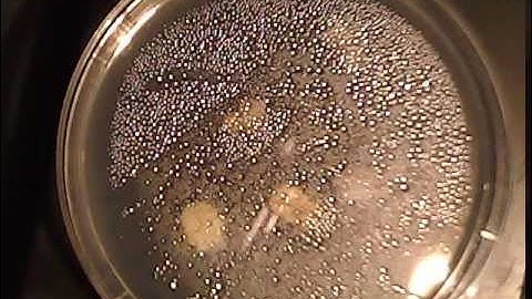 Physarum Polycephalum - Camera #1