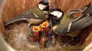 Suara Burung Glatik Pikat Lagu Mp3 Gratis Video Mp4 3gp