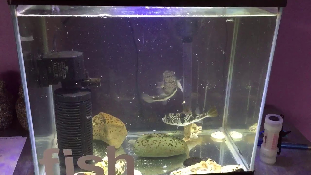 Toad fish eating prawns. Fish feeding YouTube