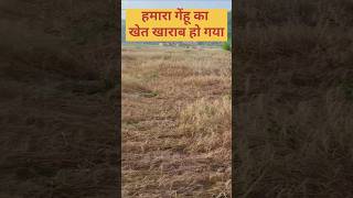 😭 हामारा गेहुं का खेत खराब हो गया 😭 #trending #viral #shorts #youtubeshorts #gehu