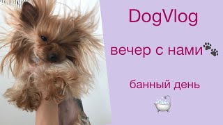 ВЕЧЕР С НАМИ🙋‍♀️🐶