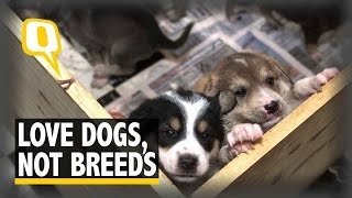 The Quint: Love Dogs, Not Breeds: Indie Dogs Are Just as Loving as Pedigrees